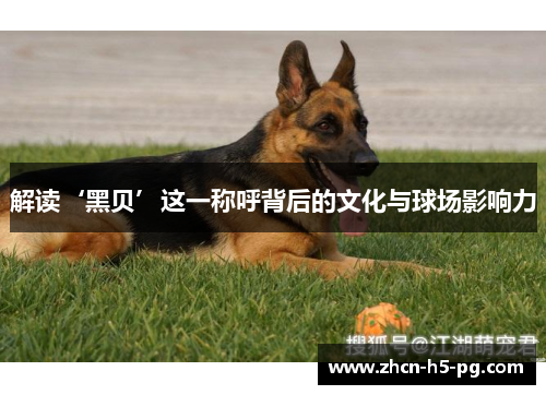 解读‘黑贝’这一称呼背后的文化与球场影响力 解读‘黑贝’这一称呼背后的文化与球场影响力